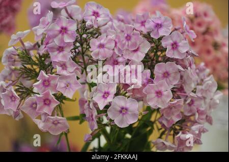 Phlox paniculata Abramtsevskoe Kruzhevo (Abramtsevo Lace) fiorisce in una mostra nel mese di agosto Foto Stock