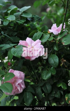 Rosa ibrido Wichurana rosa (Rosa) Christine Wright fiorisce in un giardino nel mese di luglio Foto Stock