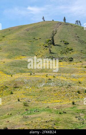 Fiori selvatici luminosi e colorati foglie di balsamroot fiorite ai piedi delle colline di Wenachee, Washington orientale Foto Stock