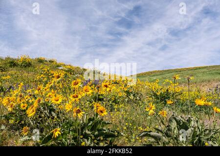 Fiori selvatici luminosi e colorati foglie di balsamroot fiorite ai piedi delle colline di Wenachee, Washington orientale Foto Stock