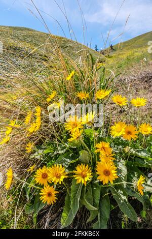 Fiori selvatici luminosi e colorati foglie di balsamroot fiorite ai piedi delle colline di Wenachee, Washington orientale Foto Stock