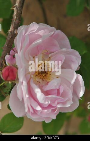 Arbusto rosa rosa inglese rosa (rosa) Costanza Spry fiorisce in un giardino a maggio Foto Stock