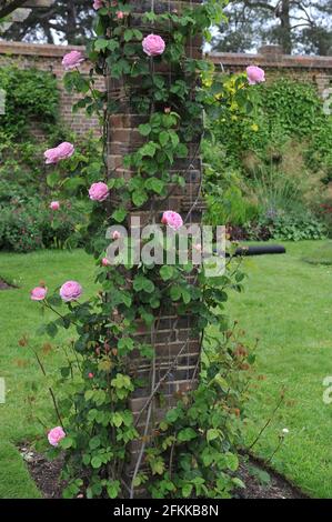 Arbusto rosa rosa inglese rosa (rosa) Costanza Spry fiorisce su una pergola in un giardino a maggio Foto Stock