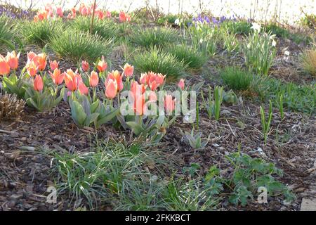 Tulipani Greigii rosso-arancio (tulipa) Calypso con foglie rigate fioriscono in un giardino nel mese di aprile Foto Stock