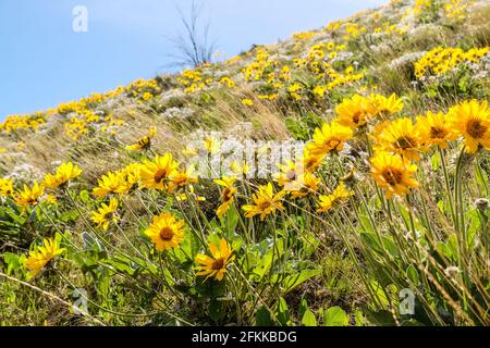 Fiori selvatici luminosi e colorati foglie di balsamroot fiorite ai piedi delle colline di Wenachee, Washington orientale Foto Stock