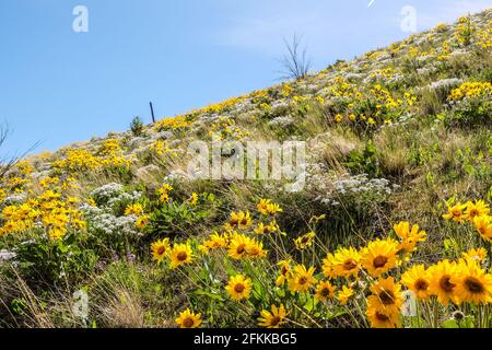 Fiori selvatici luminosi e colorati foglie di balsamroot fiorite ai piedi delle colline di Wenachee, Washington orientale Foto Stock