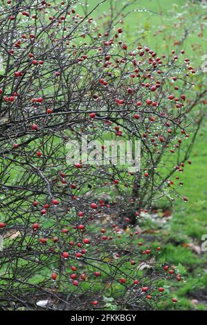 Anche rosse di Rosa corymbifera in un giardino nel mese di ottobre Foto Stock