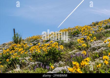 Un flusso Jet in aereo attraverso Blue Thin Cloud Sky sopra Fiori selvatici luminosi e colorati balsamroot a foglia d'arro in fiore ai piedi delle colline Foto Stock