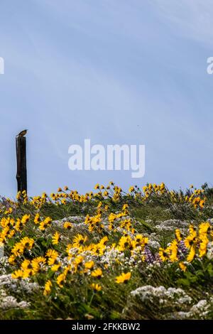 Fiori selvatici luminosi e colorati foglie di balsamroot fiorite ai piedi delle colline di Wenachee, Washington orientale Foto Stock