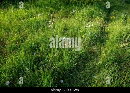 L'illustrazione raffigura il prato erboso in un giardino a Sint-Maria-Lierde, domenica 02 maggio 2021. Il 'maai Mei niet - en mai, tinte a l'arret' (No Mow Foto Stock