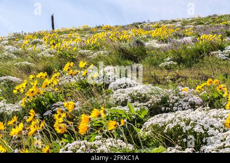 Fiori selvatici luminosi e colorati foglie di balsamroot fiorite ai piedi delle colline di Wenachee, Washington orientale Foto Stock