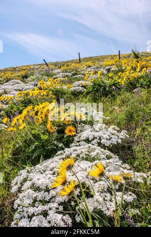 Fiori selvatici luminosi e colorati foglie di balsamroot fiorite ai piedi delle colline di Wenachee, Washington orientale Foto Stock