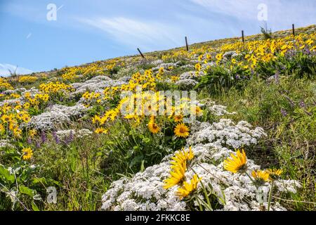 Fiori selvatici luminosi e colorati foglie di balsamroot fiorite ai piedi delle colline di Wenachee, Washington orientale Foto Stock