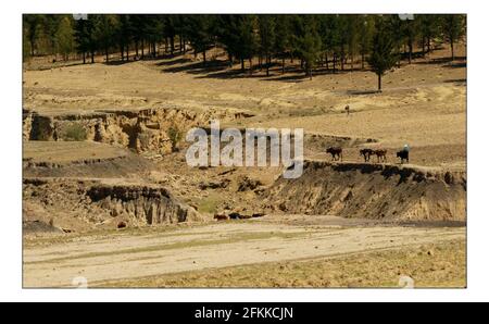 NATALE APPEALSend un mucca--- il paesaggio aspro scarred in Lesotho. Dove piogge basse e erosione seria fa raccolti crescenti o alimentando una famiglia una continua foto in salita di David Sandison novembre 2004 Foto Stock