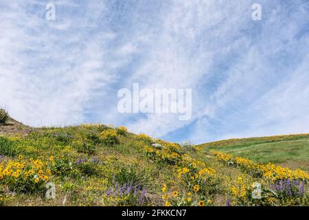 Fiori selvatici luminosi e colorati foglie di balsamroot fiorite ai piedi delle colline di Wenachee, Washington orientale Foto Stock