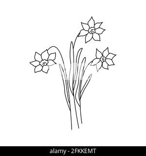Fiori di narcisi. Tre narcischi fiori. Illustrazione vettoriale in bianco e nero Illustrazione Vettoriale
