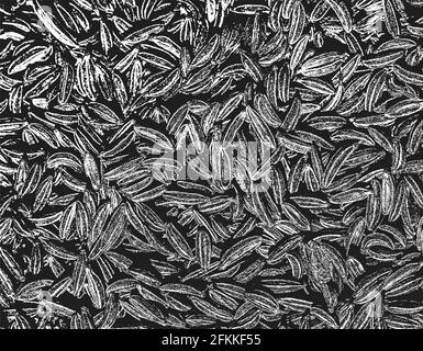 Overlay angolato zucca, girasole, semenze texture, grunge sfondo. Astratto halftone illustrazione vettoriale. EPS8 Illustrazione Vettoriale