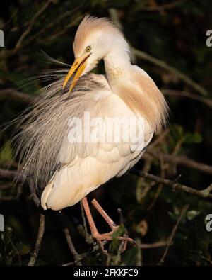 Femmina bovini Egret Foto Stock