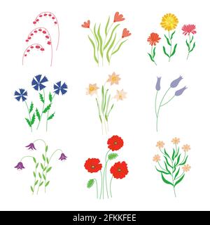 Set di prati selvatici e fiori da giardino. Illustrazione colorata del vettore isolato disegnata a mano Illustrazione Vettoriale