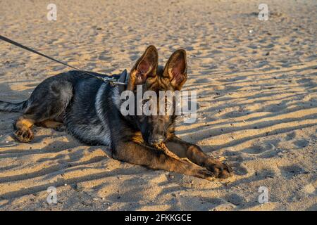 Una foto al tramonto di un cucciolo di pastore tedesco di quattro mesi su una spiaggia di sabbia. Luce dorata. Linea di lavoro razza Foto Stock