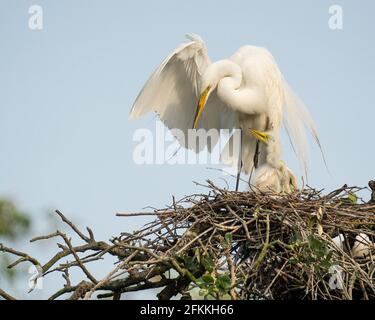 Un grande egret e i suoi pulcini Foto Stock