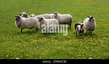 Gregge di pecore, pecore e agnelli, della vecchia razza olandese Schoonebeek guarisce pecore, in un prato pieno di fiori gialli del dente di leone Foto Stock