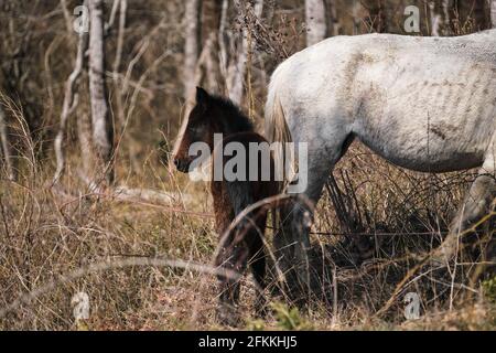 Il grande cavallo bianco e grigio purosangue e il piccolo colt bruno pascolano nella foresta e mangiano l'erba secca e il fieno con la paglia. Pascolo cavalli purosangue nel Foto Stock