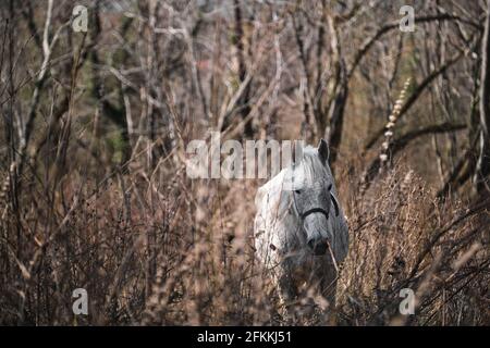 Un cavallo bianco pascola nella foresta e guarda avanti. Lo stallone mangia fieno e paglia in una fattoria di libero raggio fuori della città. Sfondo orizzontale con profondità Foto Stock