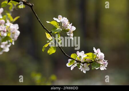 isolato luminoso fiore bianco di un albero di mela - retroilluminazione Foto Stock