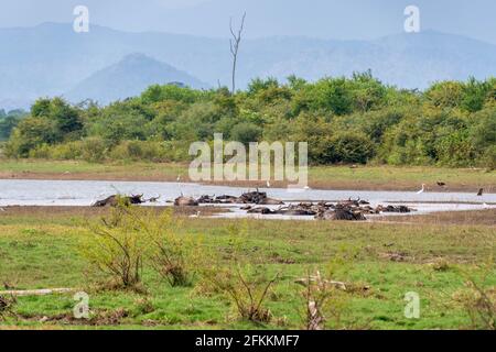 Udawalawe-Nationalpark elefante pavone incredibile parco in Sri Lanka Foto Stock