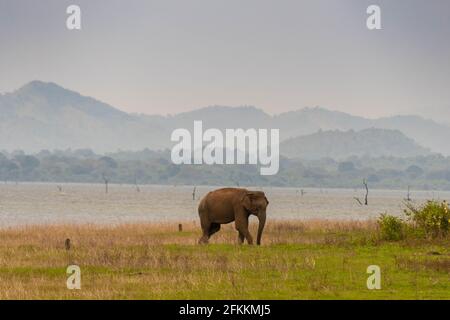 Udawalawe-Nationalpark elefante pavone incredibile parco in Sri Lanka Foto Stock