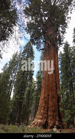 General Sherman Tree nel Parco Nazionale di Sequoia Foto Stock