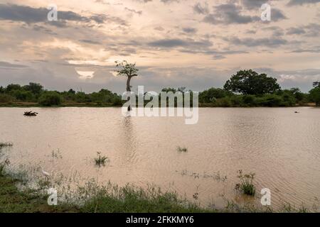 Udawalawe-Nationalpark elefante pavone incredibile parco in Sri Lanka Foto Stock