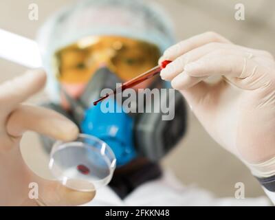 Vista dal basso. Un ricercatore in laboratorio gocciola il sangue da una pipetta in una piastra Petri. Concetto di ricerca moderna nel campo dello sviluppo dei vaccini Foto Stock