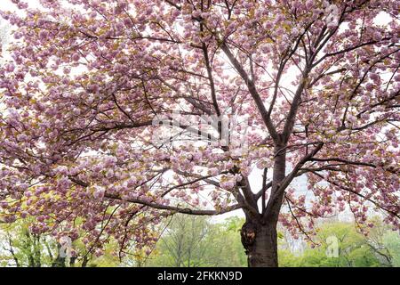 Fiori viola sul ramo dell'albero contro sfondo verde Foto Stock