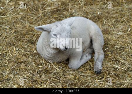 Primo piano o un agnello neonato che riposa sulla biancheria da letto di paglia di grano Foto Stock