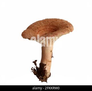 Fungo di Lactarius torminosus isolato su sfondo bianco Foto Stock