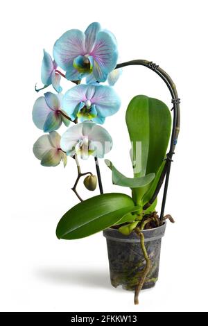 Phalaenopsis orchid radici in trasparente vaso di fiori con il substrato e  il verde delle foglie a casa. Botaniche e casa fiori concetto. Close up  Foto stock - Alamy