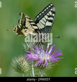 Coda di rondine del vecchio mondo o coda di rondine gialla comune (Papilio machaon) Foto Stock