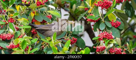 Uccello nero comune, Turdus merula, femmina, mangiare semi rossi in un albero Foto Stock