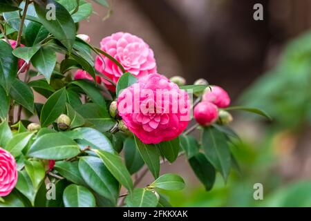 Primo piano di fiori di camelia rosa pastello che fioriscono nel giardino Foto Stock