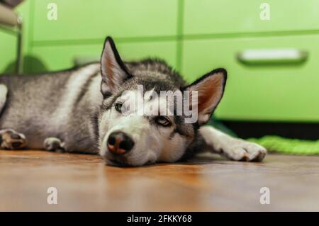Un closeup di un cucciolo di Husky siberiano annoiato su cui giace il pianale sotto le luci Foto Stock