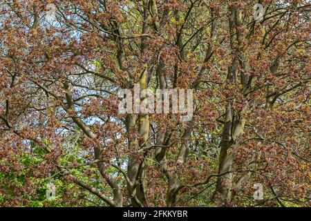 Brampton Park, Newcastle-under-Lyme, Staffordshire, Regno Unito. 02 maggio 2021. Acero fiorisce al pomeriggio soleggiato. Credit: Eddie Cloud/Alamy Live News. Foto Stock