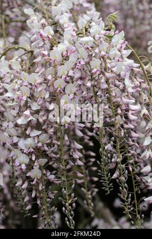 Rosa giapponese Wisteria floribunda varietà fiori di rosea su racemi di drooping con uno sfondo scuro di foglie e fiori. Foto Stock