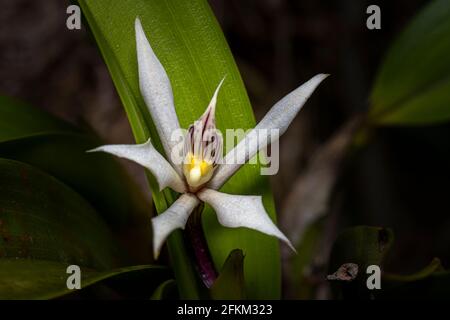 Immagine orchidea di Prosthechea Fragrans scattata a Panama Foto Stock