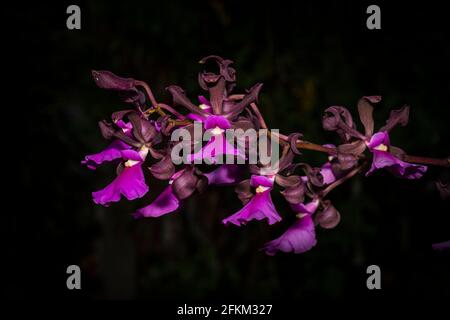 Encyclia cordigera orchidea immagine presa a Panama Foto Stock