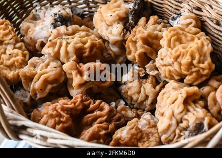 Punti a fungo. I primi funghi commestibili della foresta di maggio vicino a Mosca. Foto Stock