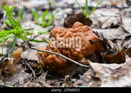 Punti a fungo. I primi funghi commestibili della foresta di maggio vicino a Mosca. Foto Stock