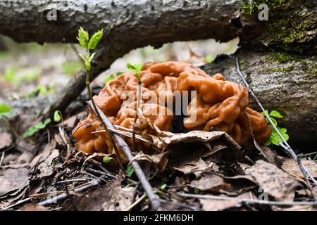 Punti a fungo. I primi funghi commestibili della foresta di maggio vicino a Mosca. Foto Stock