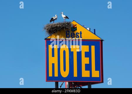 Coppia di cicogne bianche, (ciconia ciconia) in piedi su nido costruito sul grande cartellone dell'hotel alla fermata Eurorastpark camion a Jettingen vicino alla A8 Autobahn Foto Stock